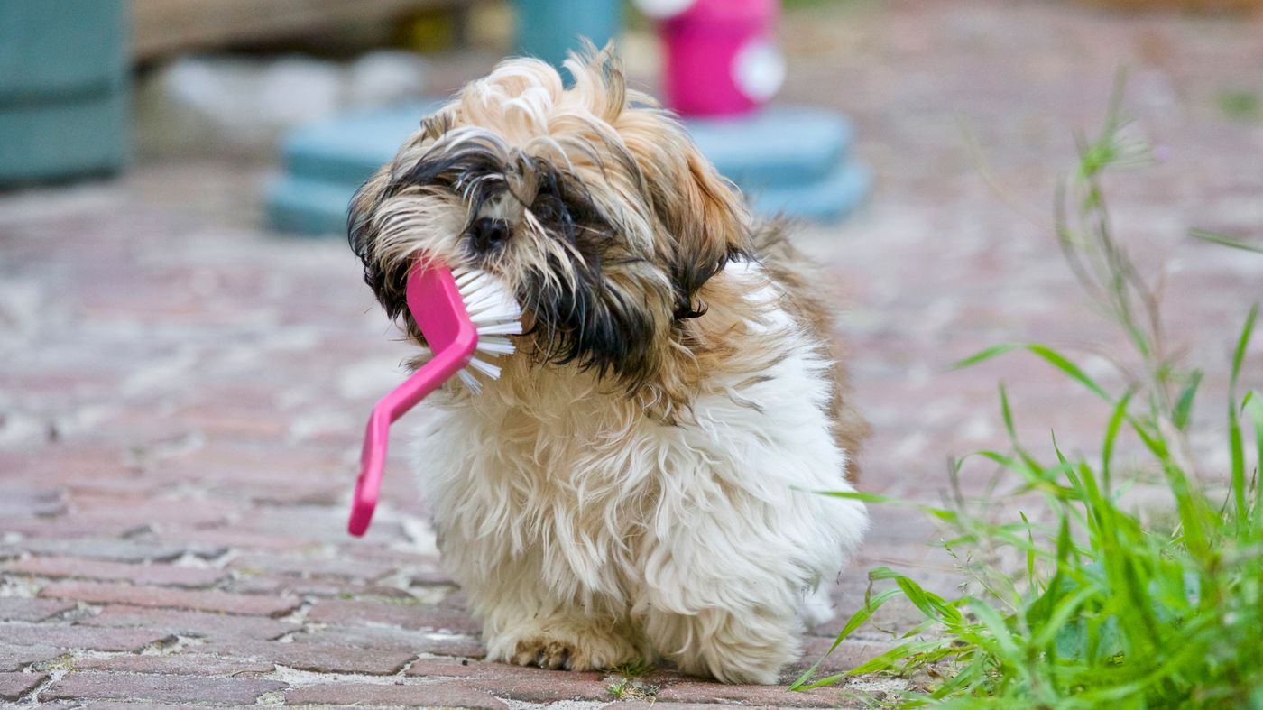 A small fluffy tan, white and black dog carrying a pink scrubbing brush in its mouth on a brick-paved yard with grass at right.