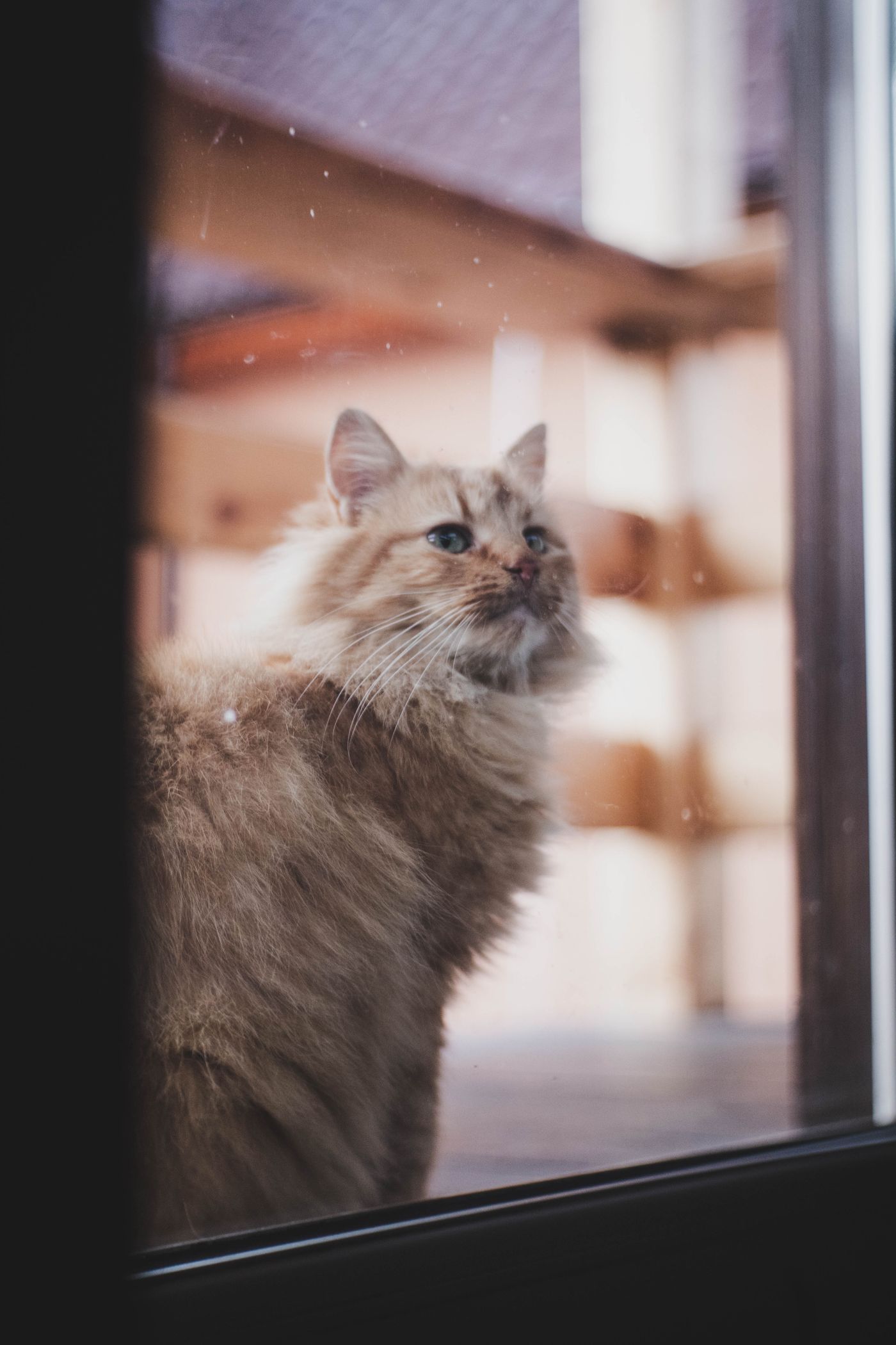 A fluffy ginger cat with green eyes looking up, seen through a window glass with warm blurred wood behind.