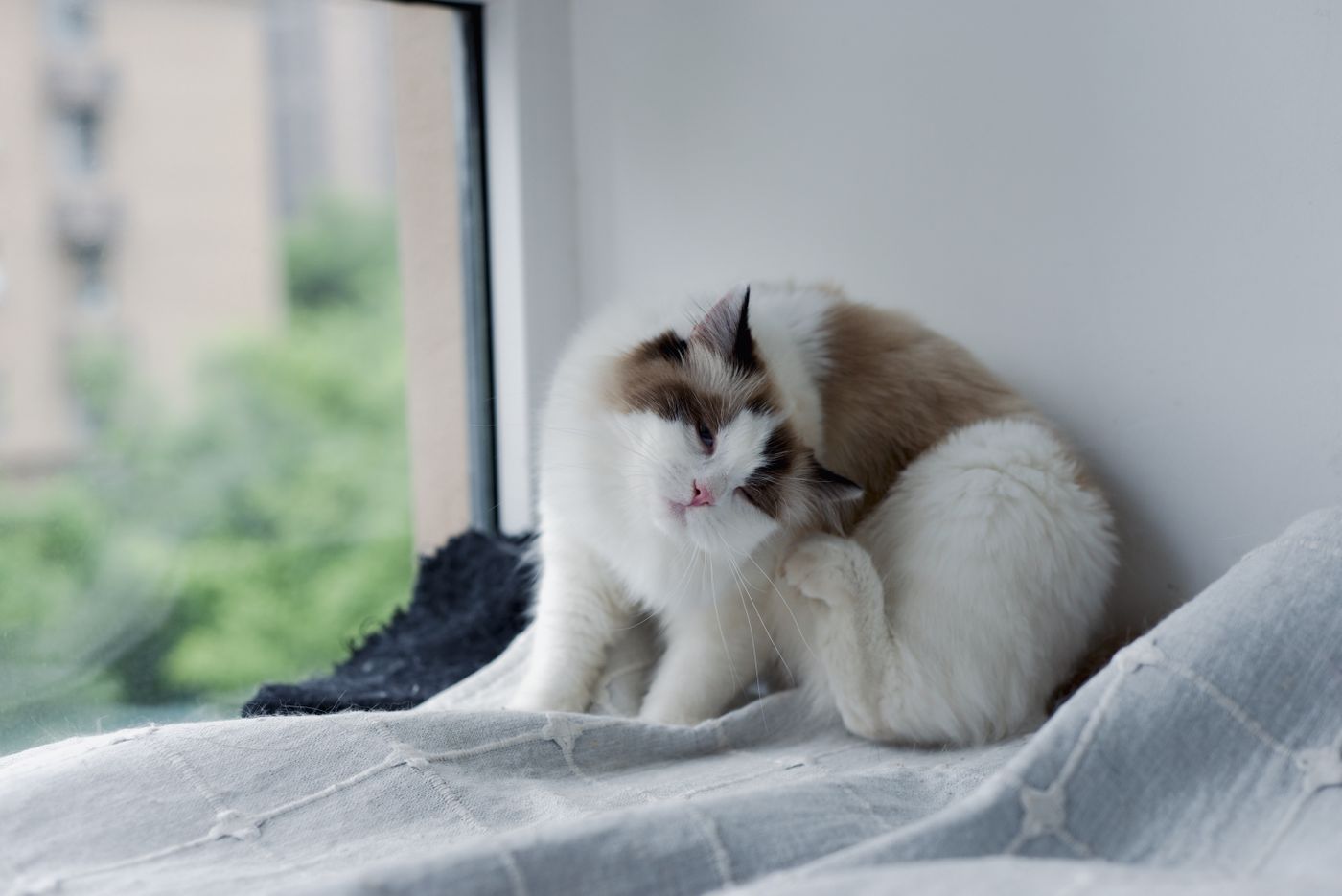 A white and caramel fluffy cat grooming its own leg on a pale grey blanket beside a window with blurred green trees.